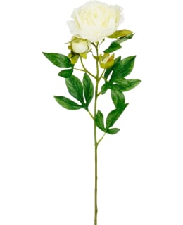 MICA 66CM PEONY CREAM TEKOKUKKA Main Image