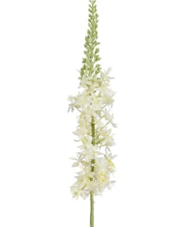MICA EREMURUS WHITE 90CM TEKOKUKKA Main Image