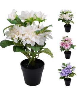 KM DAALIA TEKOKASVI LAJITELMA Main Image