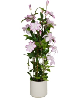 KM KLEMATIS 98CM TEKOKASVI Main Image