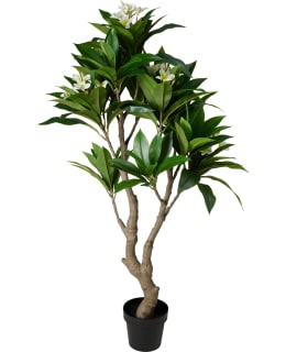 KM FRANGIPANI 150CM TEKOKASVI Main Image