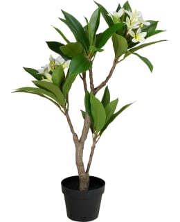 KM FRANGIPANI TEKOKASVI Main Image