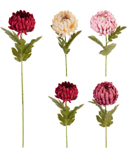 CHRYSANTHEMUM TEKOKASVI LAJITELMA Main Image