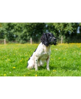 BASKERVILLE ULTRA 5 KUONOKOPPA Main Image