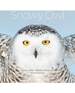 LUHTA, KOSKIMIES: SNOWY OWL Main Image