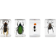 Celestron 3D microscope insect samples
