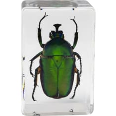 Celestron 3D mikroskoopin hyönteisnäytteet