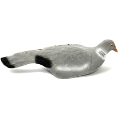Live Pigeon kyyhkyn kuorikuva