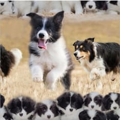 Digiprint Border Collie 150 cm tricot fabric