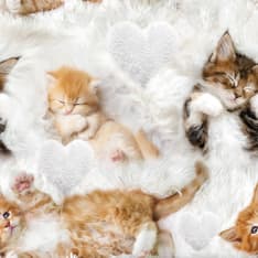 Digiprint Sleepy kittens 150 cm trikoo