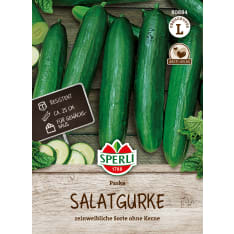 Greenhouse cucumber Shit F1