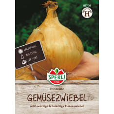 Giant onion The Kelsae seed