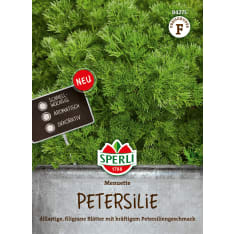 Persilja Menuette seed