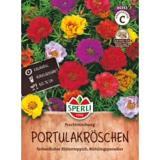 Decorative purslane