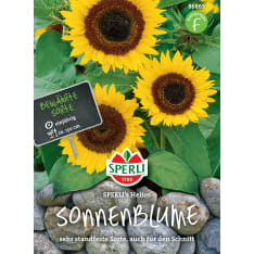 Common sunflower Sperli's Helios