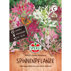 Spider Flower Sperli's Spider seed