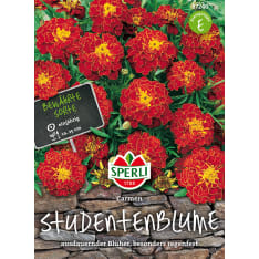 French marigold Carmen