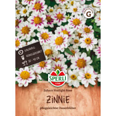 Loistotsinnia Zahara Starlight Rose