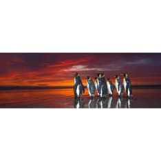 Heye Alexander von Humboldt King Penguins 1000pcs panorama puzzle