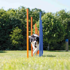 Trixie 12 pcs agility sticks