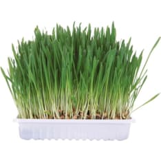 Trixie 100 g rodent grass