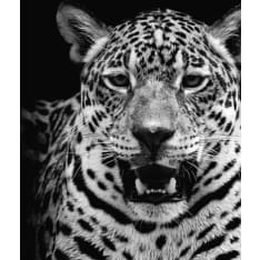 Leopard 30X40 poster