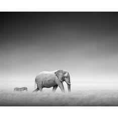 Elephant 40x50cm juliste