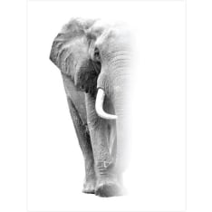 Elephant 30X40 poster