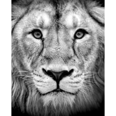 Lion 40x50cm juliste