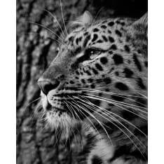 Leopard 40x50cm poster