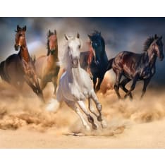 Horses 40x50cm poster