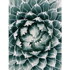 Plant 30X40 poster
