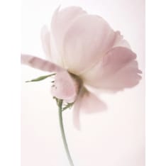 Pink Rose 30x40cmcm poster