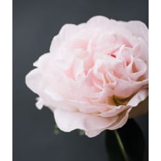 Pink Peony 40x50cm juliste