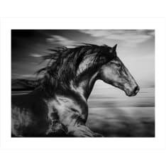 Spanish Horse 40x50cm juliste