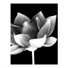 Lotus Flower 40x50cm juliste