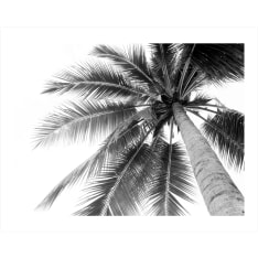 Coconut Palm 40x50cm juliste
