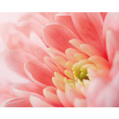 Chrysanthemum 40x50cm juliste