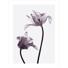 Tulip 2 30x40cm posters