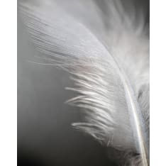 Soft Feather 40x50cm juliste