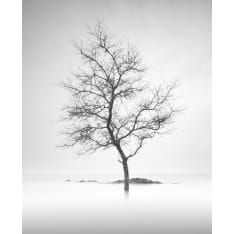 Tree 40x50cm juliste