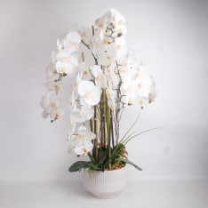 Home4you Orchid Garden Queen orkidea