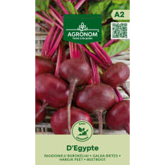 Punajuuri D'egypte siemen