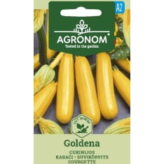 Goldena kesäkurpitsa siemen