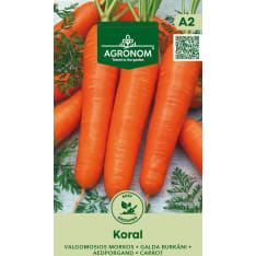 Koral porkkana siemrn