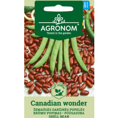 Kääpiöpavut Canadian Wonder siemen