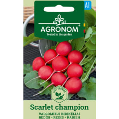 Retiisi Scarlet Champion siemen