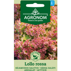 Lollo Rossa salaatti siemen