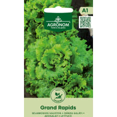 Salaatti Grand Rapids siemen