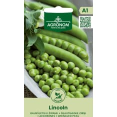 Lincoln silpoydinherne siemen